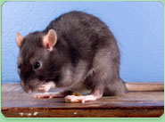 rat control Saltash