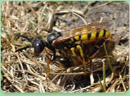 wasp control Saltash