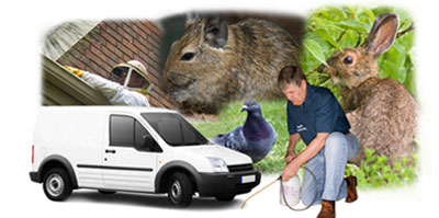 Saltash local van